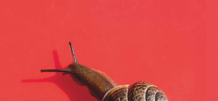 Libri: “Siamo come le lumache” di Laura Moreni, un romanzo di consapevolezza e riflessione